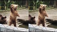Bear Waving To Get Some Food