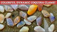 Sea shells! Everything you need to know about dynamic colorful Coquina Clams!