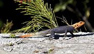 'They're here to stay': Redhead Agama lizard population continues to increase with no end in sight