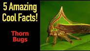 5 Fascinating Facts About Thorn Bugs