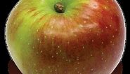 Baldwin - New England Apples