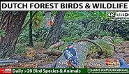 🐦Birds & Forest Wildlife | 🌞Summer Forest sounds | 🐾Wildlife & Bird Feeder De Mortel, NL