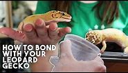 5 TIPS TO MAKE YOUR GECKO LOVE YOU!