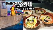 SAINT-JACQUES, LA REINE DES FRUITS DE MER