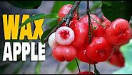 Red Water Apple / Wax Apple / Rose Apple Farming..!