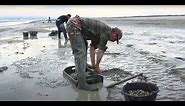 Pêche à pied : récolte des coques en baie de Somme sud