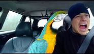 The FUNNIEST Parrots 🦜 🤣 Best Compilation