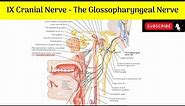 IX Cranial Nerve - Glossopharyngeal Nerve| Functional Component| Nucleus of Origin| Course| Branches