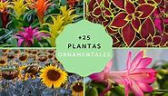 25 plantas ornamentales: qué son, tipos, nombres, imágenes y vídeos