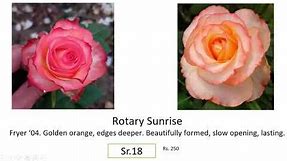 Part 1| Best roses in Ind|18-months-old Rose catalog| Growth Habit| Full info| Pushpanjali RoseryBly