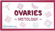 Ovary histology: Video, Anatomy, Definition & Function | Osmosis