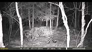 Raw: wild Siberian tiger eating horse in NE China