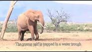 Helping a baby elephant at Tarhi, Tsavo East National Park | Sheldrick Trust