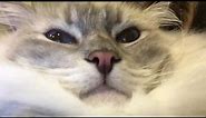 Cat Meows with His Mouth Closed! - ねこ - ラグドール - = ネコ