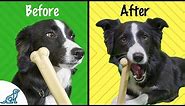 7 Ways To Train Your Dog To Like Chew Toys - Professional Dog Training Tips