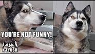 My Husky Really HATES My Bad Jokes and Puns!