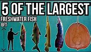 5 of The Largest Freshwater Fish In The World