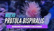 Protula bispiralis - Gusano Plumero Calcáreo Tubicola. Coco worm