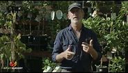How to Control Pests & Diseases on Citrus Trees