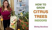 HOW TO GROW CITRUS TREES (INDOORS) Lemon Tree, Dwarf Meyer Lemon Tree