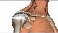 Shoulder Joint - Glenohumeral Joint - 3D Anatomy Tutorial