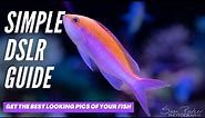 Guide for Fish Photography with a DSLR - SIMPLE!!!