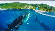 Whale Sharks Tourist Attraction at Oslob Philippines