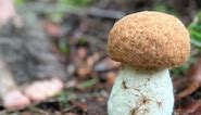 Hobbits love my felted porcinis. #pnwbiology #mushroom #mycology #felted #needlefelting #needlefeltingartist #needlefelted #needlefeltedmushroom #feltedmushroom #pnw #pnwwonderland #seattle #washingtonstate #natureart #mushroomart #fiberart #fiberartist #cottagecore #alphabetseries #handmade #handmadeisbetter #mushroomlove #mushroomart #fungus #woodland #woolartist #scultpture #wool #hobbit #porcini | Pacific Northwest Biology