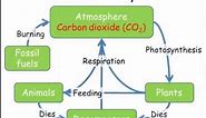 Carbon & Nitrogen Cycles (GCSE Combined Science Biology)