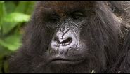 Silverback Showing Off To The Female | Mountain Gorilla | BBC Earth