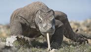 What Is The Habitat Of A Komodo Dragon? — Forest Wildlife