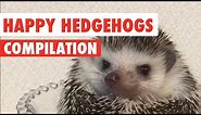 Happy Hedgehogs Cute Pet Video Compilation 2017