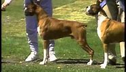 Boxer - AKC Dog Breed Series