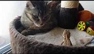 Baby Bearded Dragon Head Bobbing At Cat