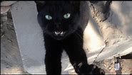 Black Cat With Green Eyes | Black Beauty |