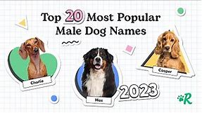 Top 20 Most Popular Male Dog Names in 2023