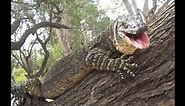 Very Large Goanna, Lace Monitor Lizard in tree, right next to our camp.