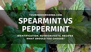 The 4 Differences Between Spearmint and Peppermint? Which One To Use? | Your Indoor Herbs and Garden