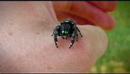 Macro Video of an Adult Female Phidippus Audax Jumping Spider