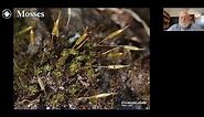 Bryophytes Module 3: How to identify mosses