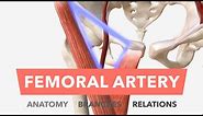 Femoral Artery - Anatomy, Branches & Relations