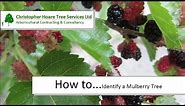 How to identify a Mulberry tree