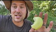 Yellow Transparent Fruit Review