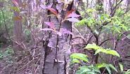 Black Cherry Tree Identification - Morel Mushroom Habitat