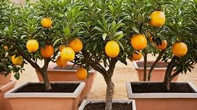 The Ultimate Guide to Growing Citrus Trees in Pots!