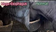 Equine Mega Esophagus: medical condition in horses, esophagael obstruction.