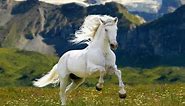 TOP 10 Best Horse Breeds in the World