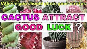 Where to place cacti according to Fengshui | Correct place to keep cactus to attract Good luck