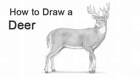 How to Draw a Deer (White-Tailed Deer)