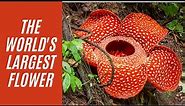 Biggest Flower in the World: Rafflesia